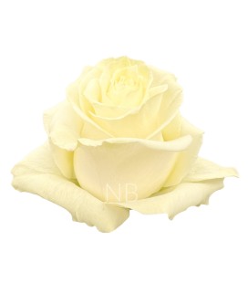 Rose Equateur  Mondial 60 cm x 25