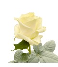 Rose  Equateur Mondial 60 cm