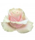 Rose Equat Pink Mondial 50 cm x25