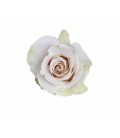 Rose equat Quicksand 50 cm