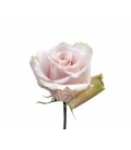 Rose equat Quicksand 50 cm