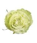 Rose Equateur Wasabi 50 cm x 25