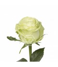 Rose Equateur Wasabi 50 cm x 25