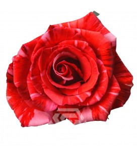 Rose Wildcat  50 Cm x 25