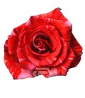 Rose Wildcat Equateur 50 Cm