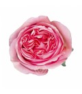 Rose Equat Pink Xpress 50 cm x 25