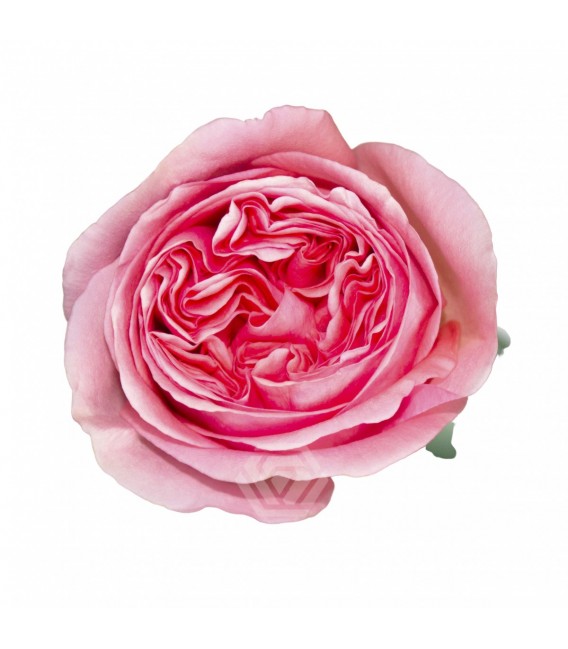 Rose Equateur Pink Xpression 50 cm