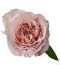 Rose Fascination Equateur 50 Cm