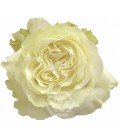 Rose Siente Equateur 50 Cm