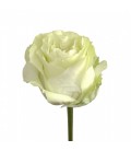 Rose Siente Equateur 50 Cm