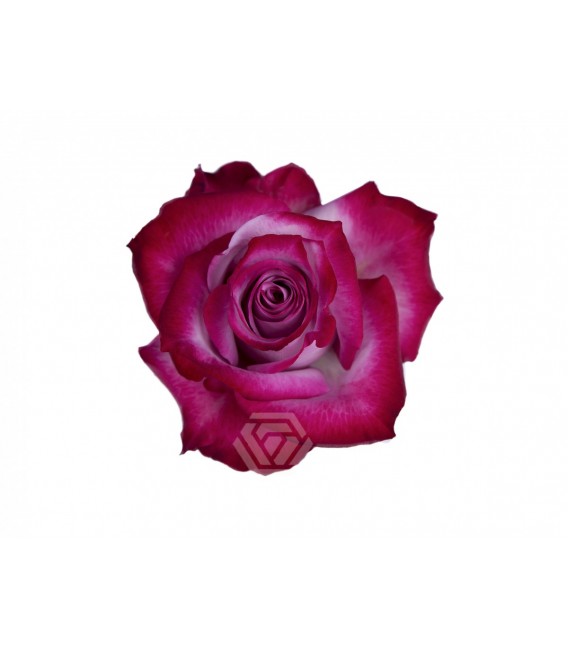 Rose Equateur Deep purple 50 cm