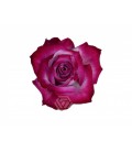 Rose Equateur Deep purple 50 cm