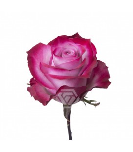 Rose Equateur Deep purple 50 cm X25