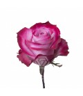 Rose Equateur Deep purple 50 cm