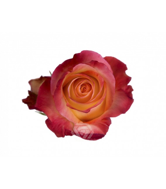 Rose Encanto 50 cm x 25