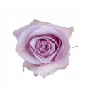 Rose Nautica Equateur 50 Cm