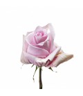Rose Nautica Equateur 50 Cm