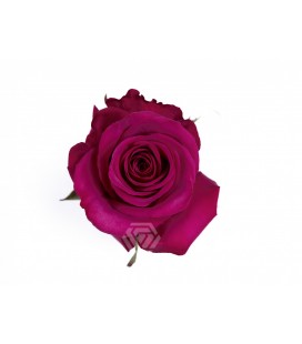 Rose Roseberry Equateur 50 Cm