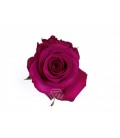 Rose Roseberry  50 cm x 25