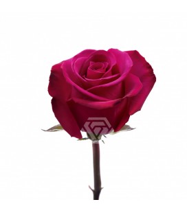 Rose Roseberry  50 cm x 25