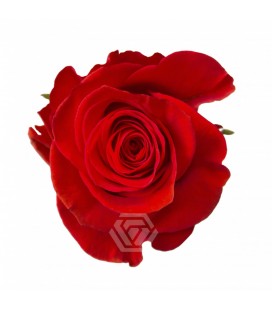 Rose New face 50 cm x 25