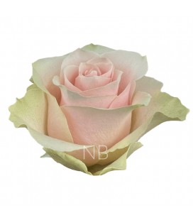 Rose equat Frutteto  50 cm x 20