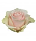 Rose equat Frutteto  50 cm x 25