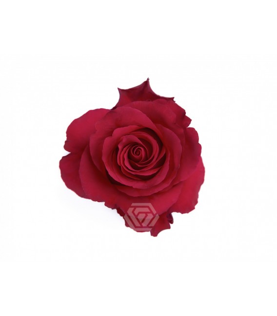 Rose equat Altamira  50 cm x 25