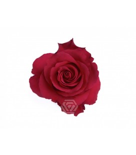 Rose equat Altamira  50 cm x 25