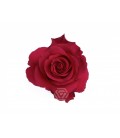 Rose equat Altamira  50 cm x 25