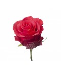 Rose equat Altamira  50 cm x 25