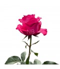 Rose Equateur Lola 50 cm