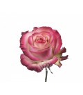 Rose Equateur Paloma 50 cm