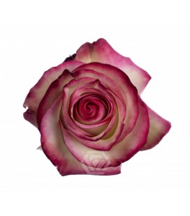 Rose equat Paloma 50 cm x 25