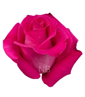 Rose Equateur Topaz 50 cm x 25