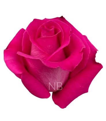 Rose Equateur Topaz 50 cm x 25