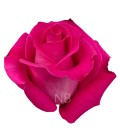 Rose Equateur Topaz 50 cm x 25