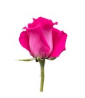 Rose Equateur Topaz 50 cm x 25