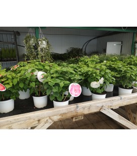 Hibiscus Moscheutos 5L  FR