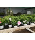 Hibiscus Moscheutos 5L  FR