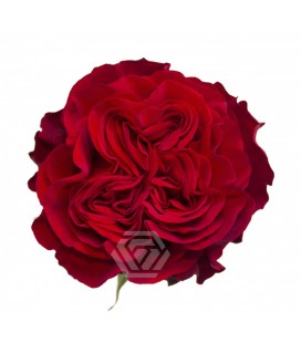 Rose Equat Hearts 50 cm x 25