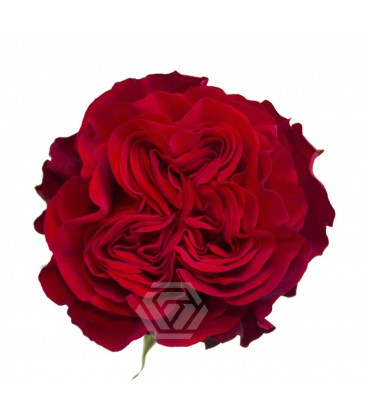 Rose Equat Hearts 60 cm x 12