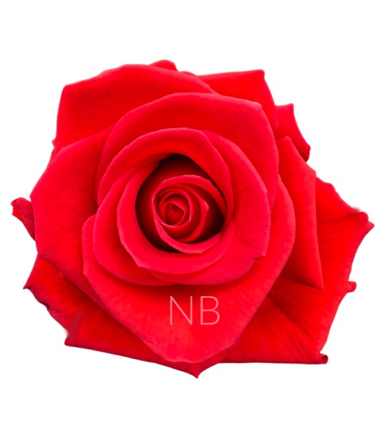 Rose Equateur  Nina 50 cm