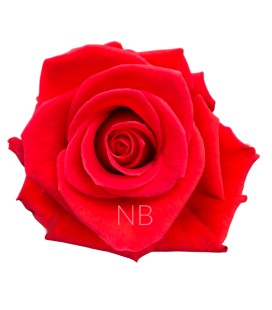 Rose Equateur  Nina 50 cm x 25