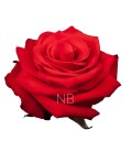 Rose Equateur  Nina 50 cm