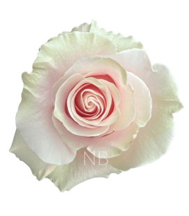 Rose Equat Pink Mondia 60 cm x25
