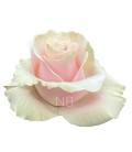 Rose Equateur  Pink Mondial 60 cm