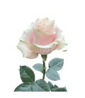 Rose Equateur  Pink Mondial 60 cm