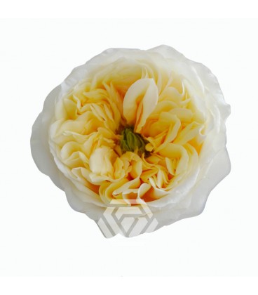 Rose Equat Cream XpressiON 50 X25