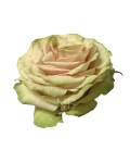 Rose Equat Cute Enigma 50 cm x 25